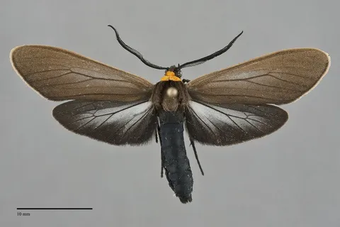 Cisseps fulvicollis