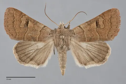 Cissusa indiscreta