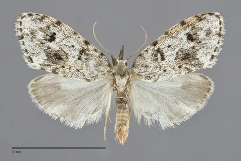 Clemensia umbrata
