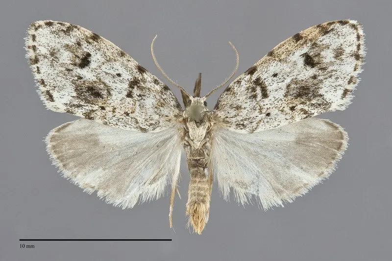 Clemensia umbrata