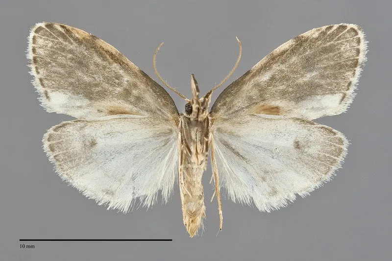 Clemensia umbrata