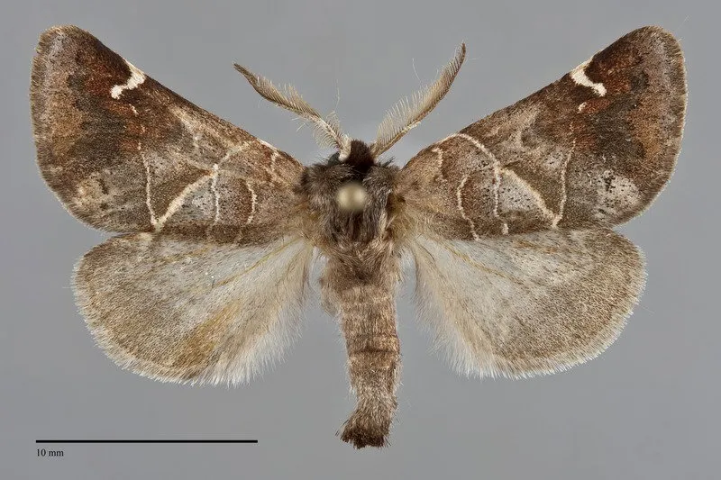 Clostera "apicalis"