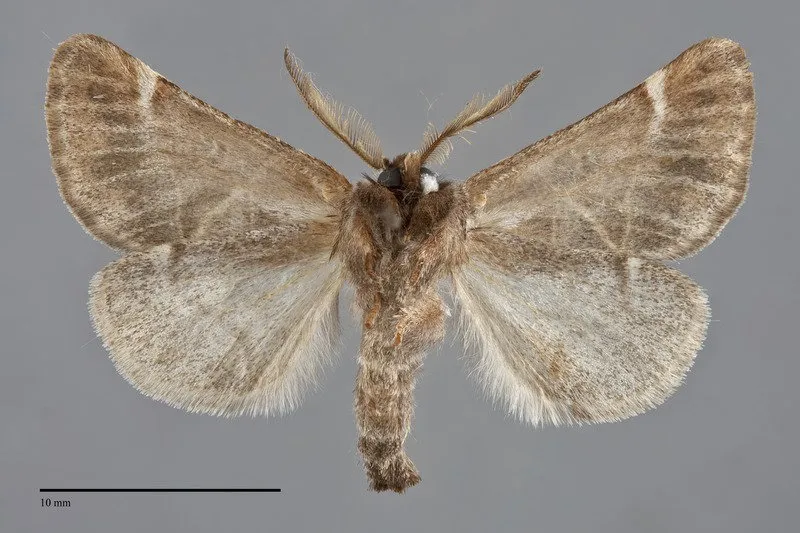 Clostera "apicalis"