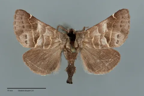 Clostera brucei