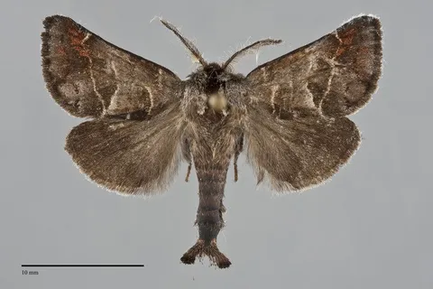 Clostera multnoma