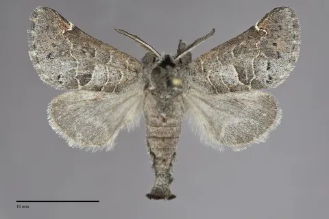 Clostera paraphora