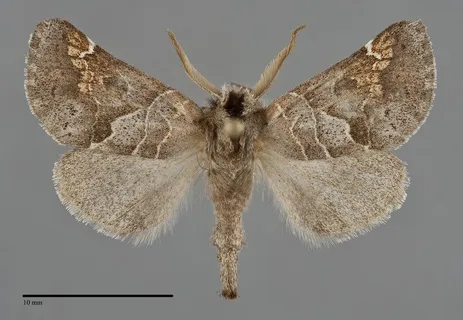 Clostera strigosa