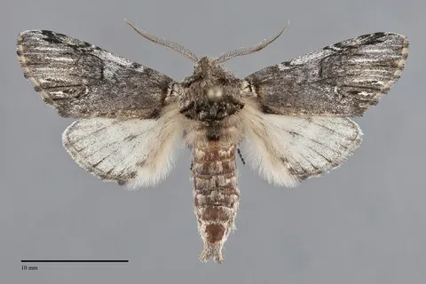 Coelodasys conspecta