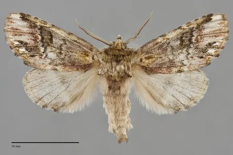 Coelodasys unicornis