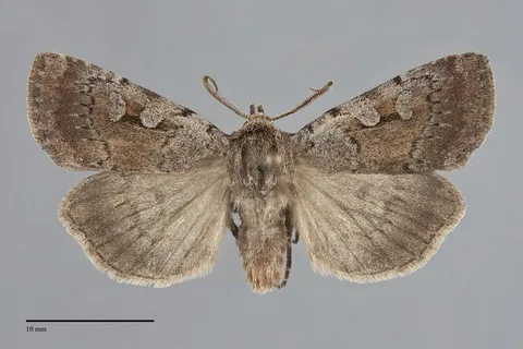 Coenophila opacifrons