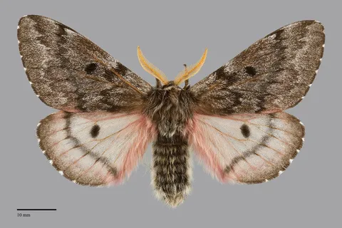 Coloradia pandora