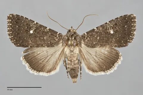 Condica albolabes