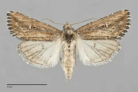 Condica discistriga