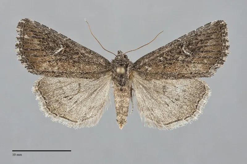 Condica mersa