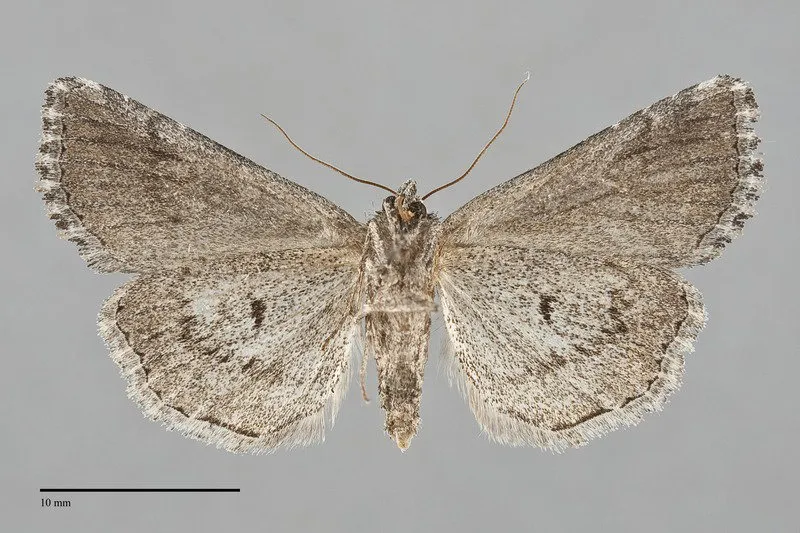 Condica mersa