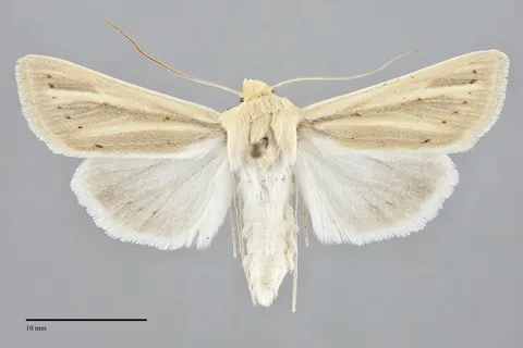 Copablepharon absidum
