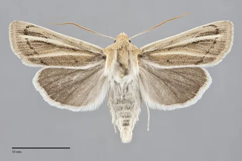 Copablepharon atrinotum