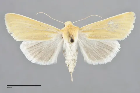 Copablepharon canariana
