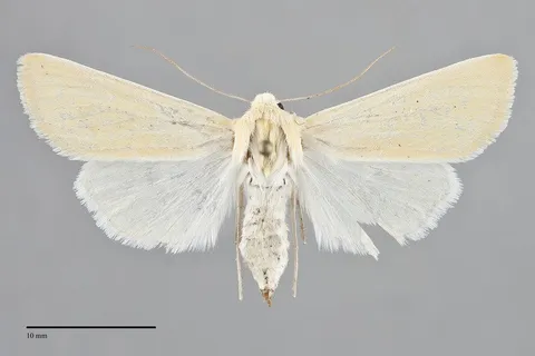 Copablepharon grandis
