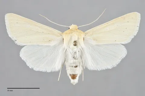 Copablepharon spiritum
