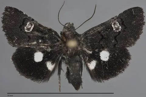 Copanarta sexpunctata