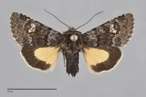 Coranarta luteola
