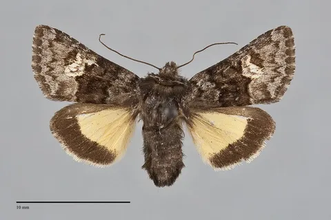 Coranarta macrostigma