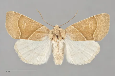 Cosmia calami