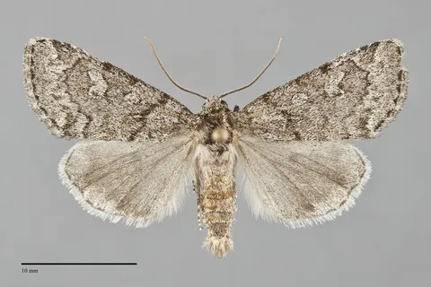 Cosmia elisae