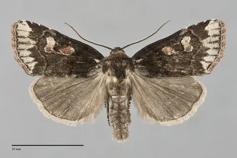 Cosmia praeacuta