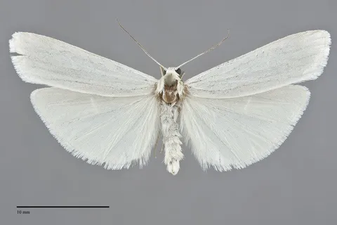 Crambidia casta