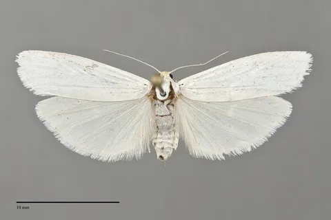 Crambidia cephalica