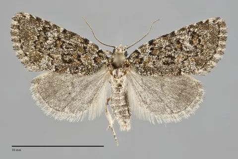Cryphia cuerva