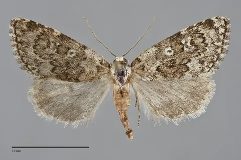 Cryphia olivacea