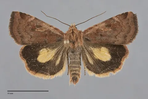 Cryptocala acadiensis