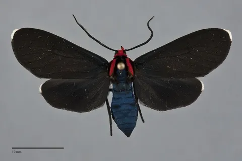 Ctenucha rubroscapus