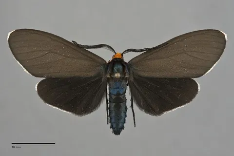 Ctenucha virginica