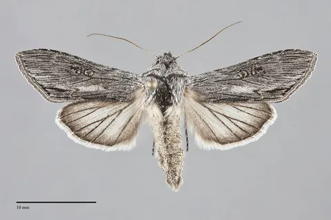Cucullia antipoda