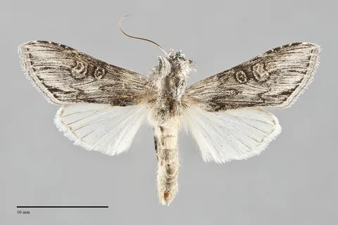 Cucullia basipuncta