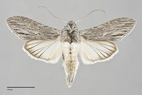 Cucullia dorsalis
