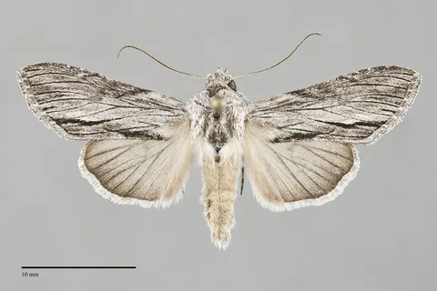 Cucullia eulepis