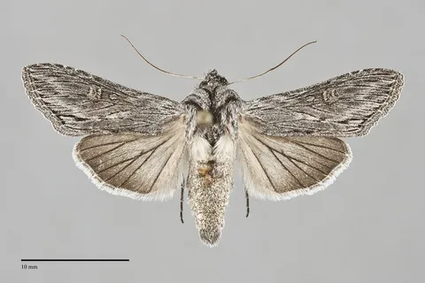 Cucullia eurekae