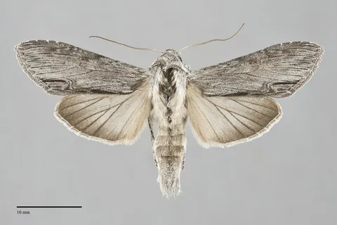 Cucullia florea