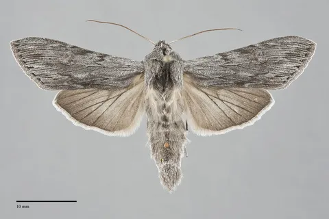 Cucullia intermedia