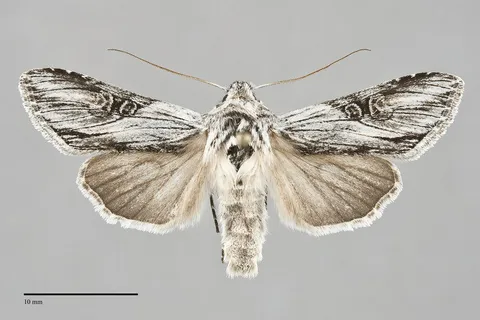 Cucullia mcdunnoughi