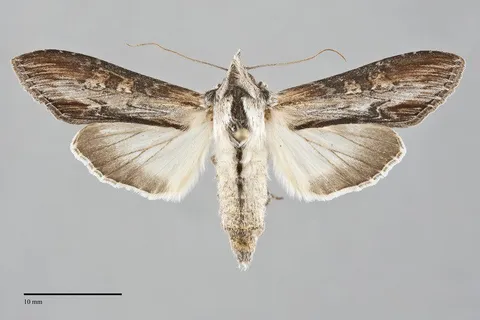 Cucullia montanae