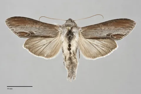 Cucullia omissa