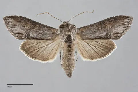 Cucullia postera