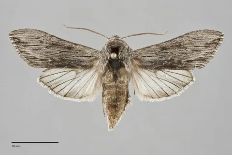 Cucullia serraticornis