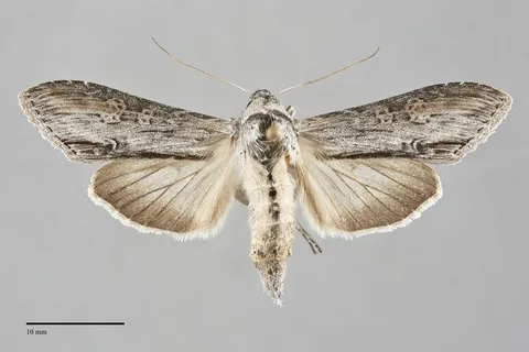 Cucullia similaris